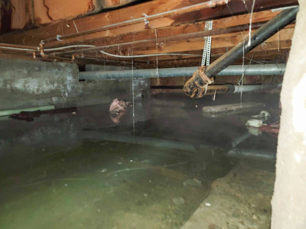 Best Water damage repair service  in Lo, HI