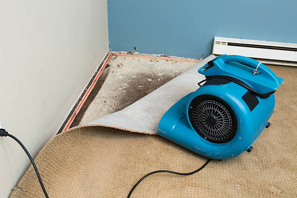 Best Water damage restoration near me  in Lo, HI
